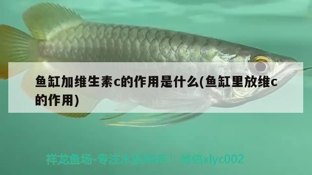 龍魚加維生素有效果嗎vs祥龍魚場：如何判斷龍魚是否缺乏維生素 龍魚加維生素有效果嗎vs祥龍魚場：如何判斷龍魚是否缺乏維生素 vs祥龍魚場 第5張