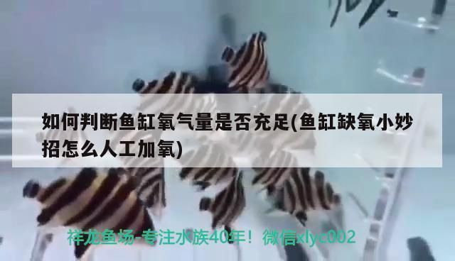 如何調節金龍魚光照強度：金龍魚缸內光照顏色選擇技巧,避免金龍魚光照過強的方法