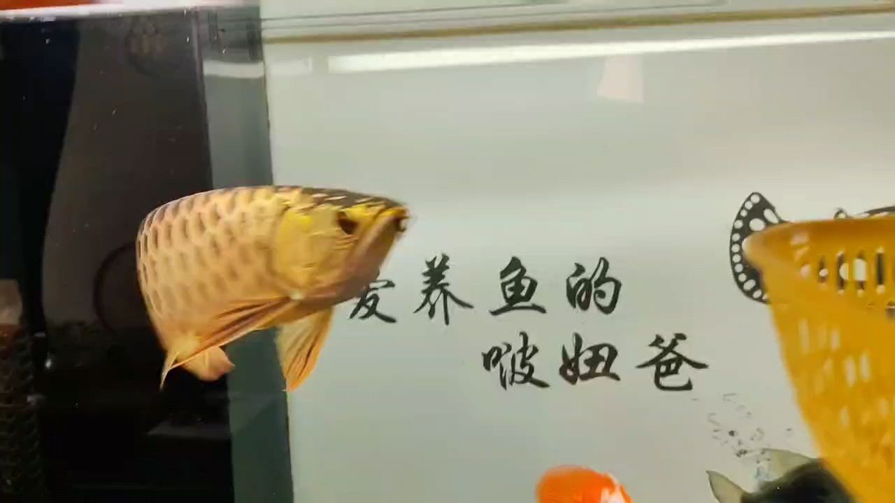 冬至快樂 冬至快樂 龍魚論壇