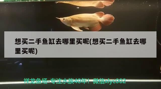 想買二手魚缸去哪里買呢(想買二手魚缸去哪里買呢)