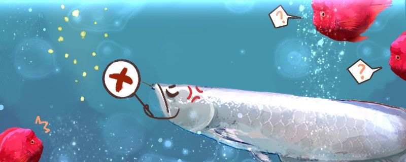 龍魚水霉怎么治療會自己好嗎