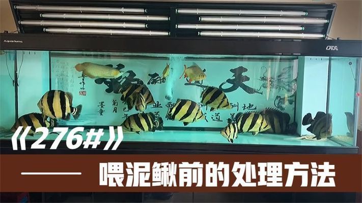 龍魚吃的泥鰍怎么處理干凈vs祥龍魚場：紅龍魚吃的泥鰍怎么處理干凈 龍魚吃的泥鰍怎么處理干凈vs祥龍魚場：紅龍魚吃的泥鰍怎么處理干凈 vs祥龍魚場 第5張