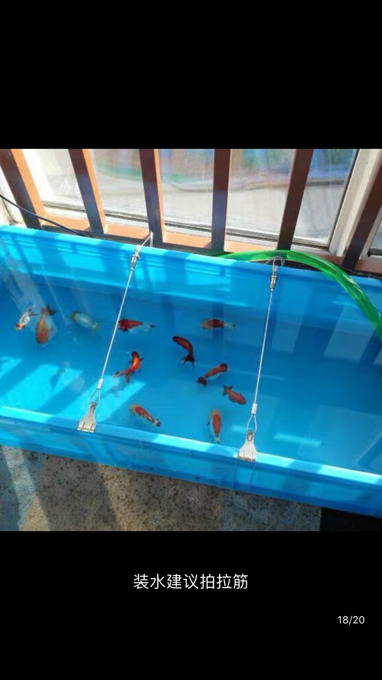 吉印和郎峰哪個養金魚爆苔效果好 吉印和郎峰哪個養金魚爆苔效果好 吉印水族 第1張
