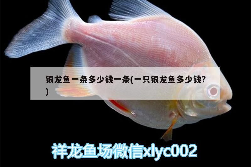 銀龍魚一條多少錢一條(一只銀龍魚多少錢?)