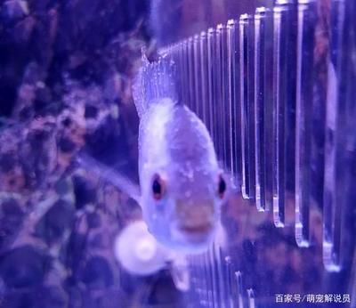 觀(guān)賞魚(yú)身上有白點(diǎn)怎么治療（觀(guān)賞魚(yú)白點(diǎn)病治療方法）