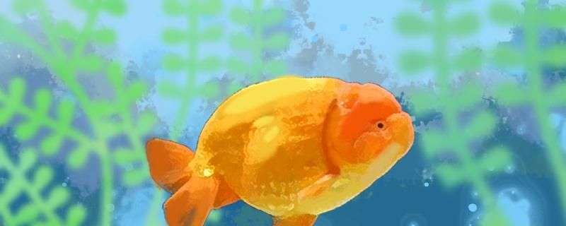 60厘米的水深養蘭壽可以嗎用什么水養好