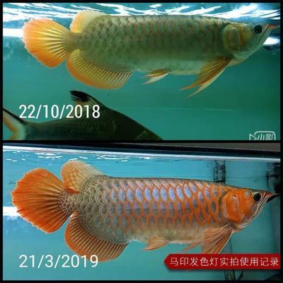 馬印的發色燈怎么樣：馬印發色燈在市場上有著一定的認可度