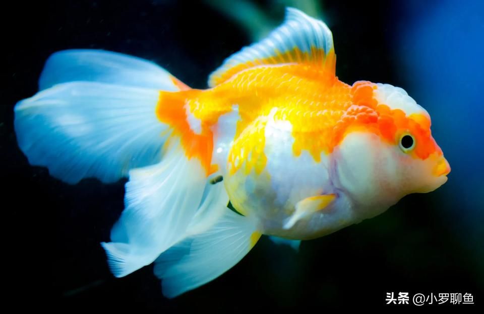 yee魚樂寶魚缸去除氯氣免曬水族箱自來水質穩定片免困水快速養水