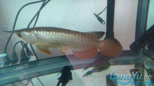 高手看看是過背嗎？