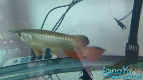 高手看看是過背嗎? 黃金貓魚百科 第4張 高手看看是過背嗎? 高手看看是過背嗎? 黃金貓魚百科 第4張