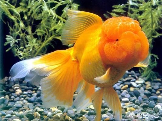伊罕250簡易版安裝視頻（伊罕250安裝圖解）