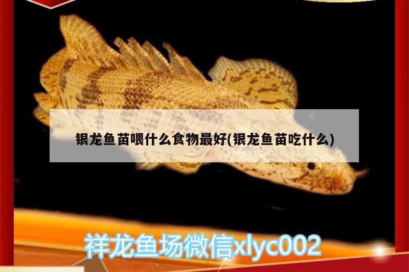 銀龍魚苗喂什么食物最好(銀龍魚苗吃什么) 銀龍魚苗喂什么食物最好(銀龍魚苗吃什么) 銀龍魚百科