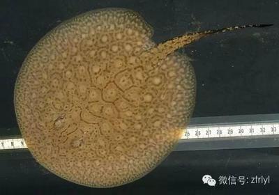 魟魚(yú)吃魚(yú)鱗怎么辦：魟魚(yú)吃了魚(yú)鱗怎么辦