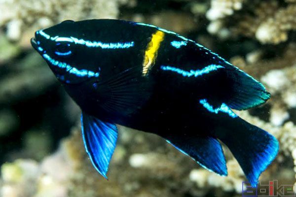 海南海水觀賞魚繁殖方法視頻（關于海水觀賞魚繁殖方法的問題）
