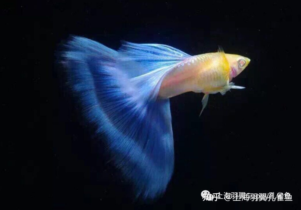 海南海水觀賞魚繁殖方法視頻（關于海水觀賞魚繁殖方法的問題）