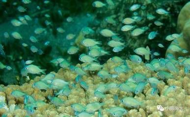 海南海水觀賞魚繁殖方法視頻（關于海水觀賞魚繁殖方法的問題）