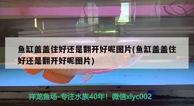 魚(yú)缸蓋蓋住好還是翻開(kāi)好呢圖片(魚(yú)缸蓋蓋住好還是翻開(kāi)好呢圖片)