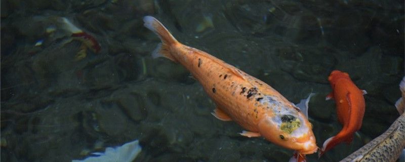 新手養魚要注意什么魚缸買多大的合適