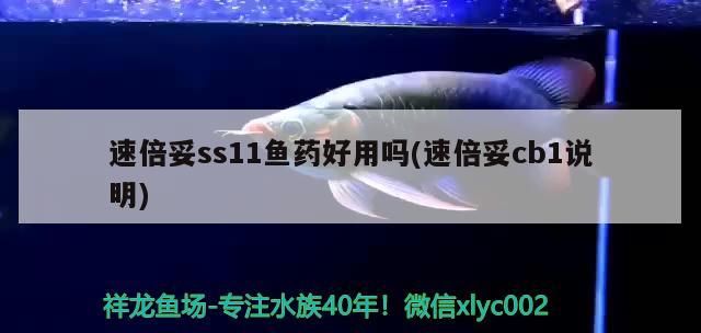 魚缸過濾器選購指南:自制魚缸過濾器魚缸上置過濾器對于養(yǎng)魚愛好者的必備知識 速倍妥ss11魚藥好用嗎(速倍妥cb1說明) 速倍妥 速倍妥ss11魚藥好用嗎(速倍妥cb1說明) 速倍妥ss11魚藥好用嗎(速倍妥cb1說明) 速倍妥