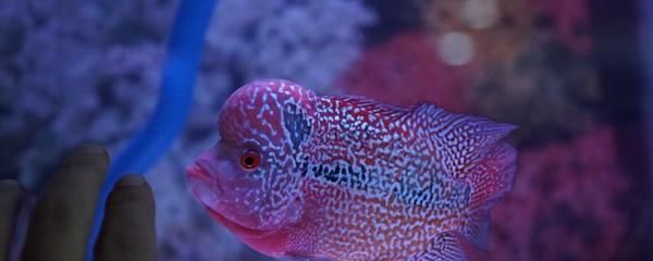 虎魚分幾種有什么區別：泰國虎魚分為多種不同品種，虎魚分幾種有什么區別