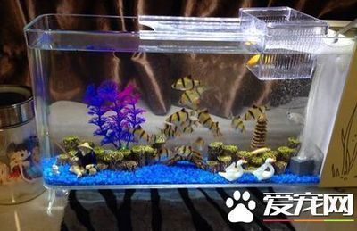 虎魚分幾種有什么區別：泰國虎魚分為多種不同品種，虎魚分幾種有什么區別