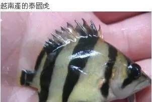 虎魚分幾種有什么區別：泰國虎魚分為多種不同品種，虎魚分幾種有什么區別