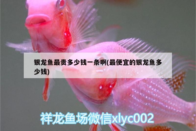 銀龍魚最貴多少錢一條啊(最便宜的銀龍魚多少錢)