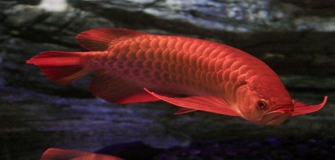 紅龍魚的介紹詞怎么說