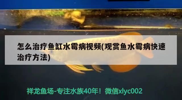 怎么治療魚缸水霉病視頻(觀賞魚水霉病快速治療方法)