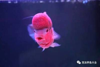 魟魚公母怎么搭配 比例：探討魟魚公母的搭配比例之前，我們需要了解如何區(qū)分它們的性別 魟魚公母怎么搭配 比例：探討魟魚公母的搭配比例之前，我們需要了解如何區(qū)分它們的性別 魟魚百科 第2張