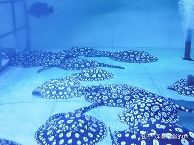 魟魚公母怎么搭配 比例：探討魟魚公母的搭配比例之前，我們需要了解如何區(qū)分它們的性別 魟魚公母怎么搭配 比例：探討魟魚公母的搭配比例之前，我們需要了解如何區(qū)分它們的性別 魟魚百科 第3張