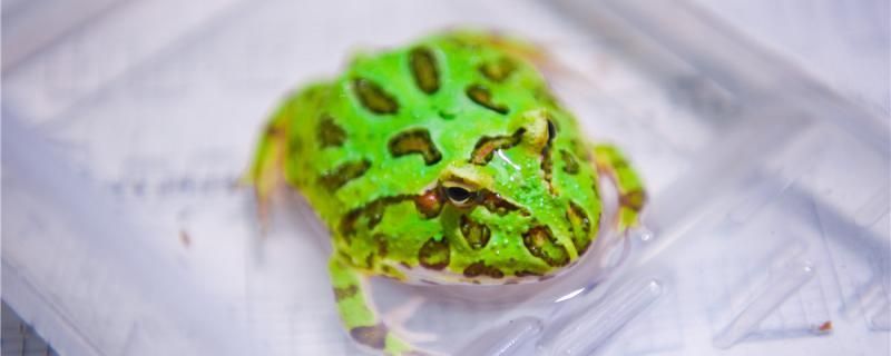 角蛙二十幾天不喂食能餓死嗎