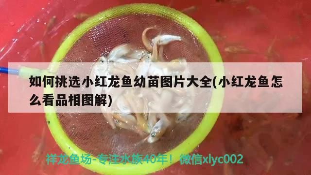 如何挑選小紅龍魚幼苗圖片大全(小紅龍魚怎么看品相圖解)