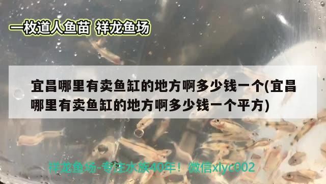 宜昌哪里有賣魚(yú)缸的地方啊多少錢一個(gè)(宜昌哪里有賣魚(yú)缸的地方啊多少錢一個(gè)平方)