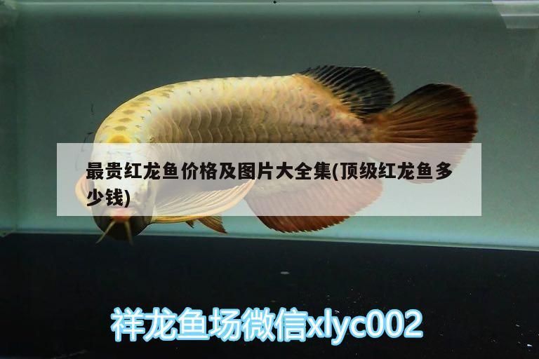 金龍魚 最貴紅龍魚價格及圖片大全集(頂級紅龍魚多少錢) 觀賞魚百科 最貴紅龍魚價格及圖片大全集(頂級紅龍魚多少錢) 最貴紅龍魚價格及圖片大全集(頂級紅龍魚多少錢) 觀賞魚百科