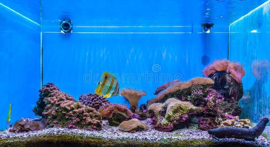 龍魚缸多大尺寸合適呢（龍魚缸多大尺寸合適呢圖片）