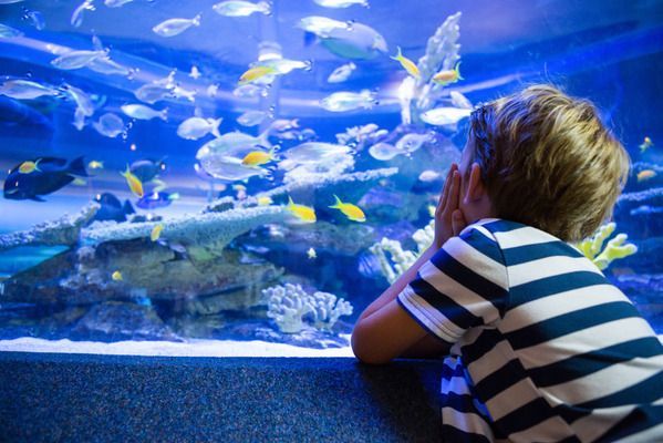 水族館加盟連鎖店怎么樣賺錢嗎知乎：水族館加盟費(fèi)用大概多少