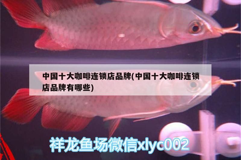 中國十大咖啡連鎖店品牌(中國十大咖啡連鎖店品牌有哪些)