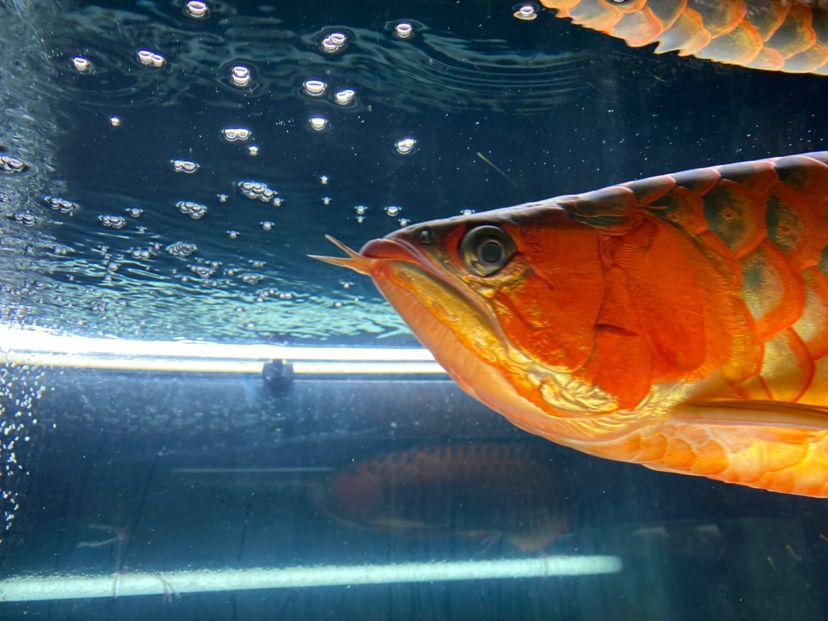 <strong><mark>青海</mark></strong>省西寧市城中區===祥龍水族聯盟魚友評論，祥龍水族聯盟魚友評論