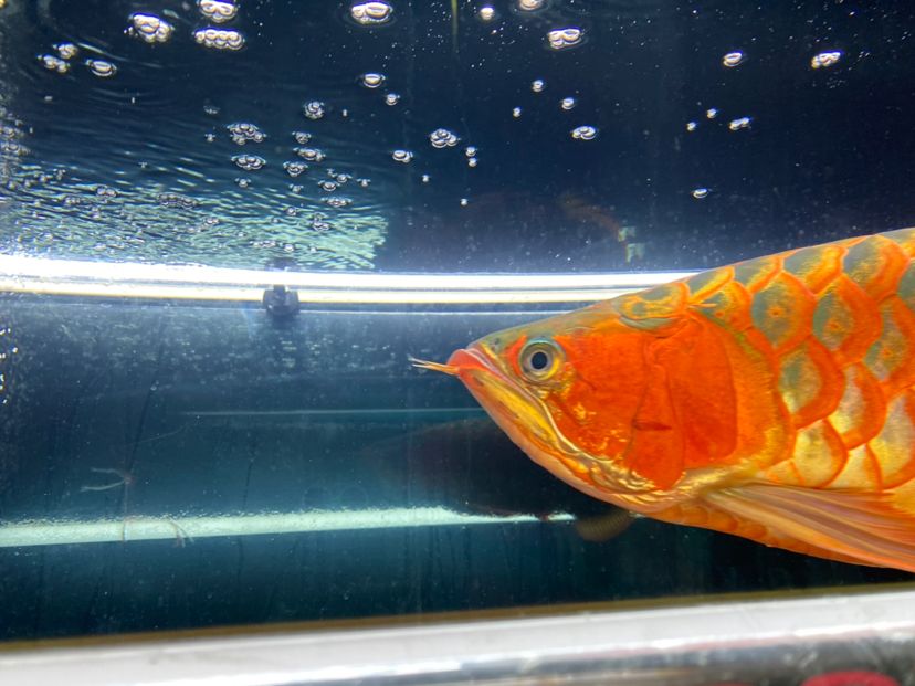青海省西寧市城中區===祥龍水族聯盟魚友評論，祥龍水族聯盟魚友評論