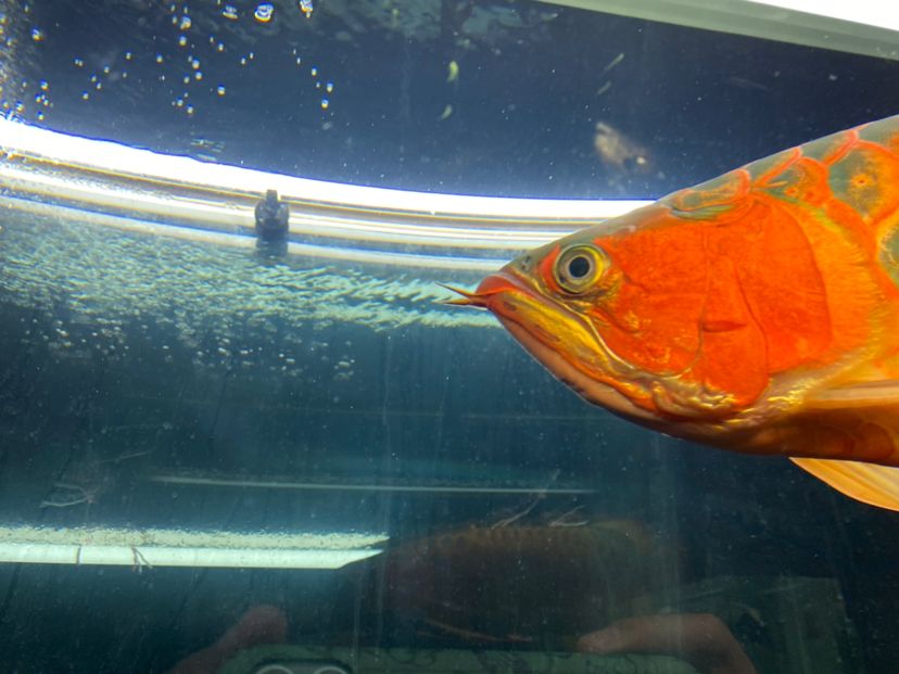 青海省西寧市城中區===祥龍水族聯盟魚友評論，祥龍水族聯盟魚友評論