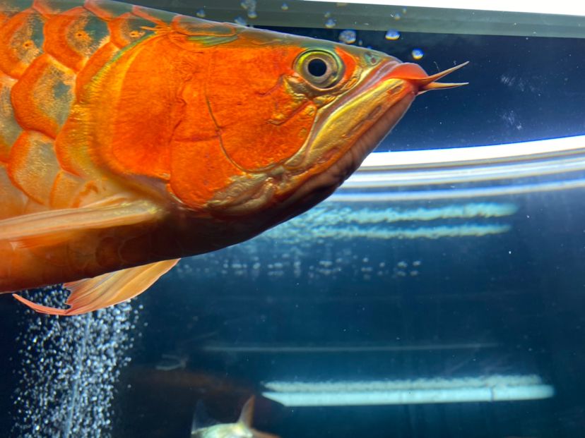 青海省西寧市城中區===祥龍水族聯盟魚友評論，祥龍水族聯盟魚友評論
