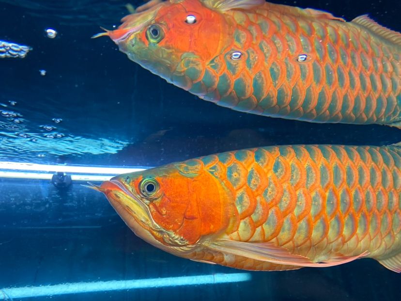青海省西寧市城中區===祥龍水族聯盟魚友評論，祥龍水族聯盟魚友評論