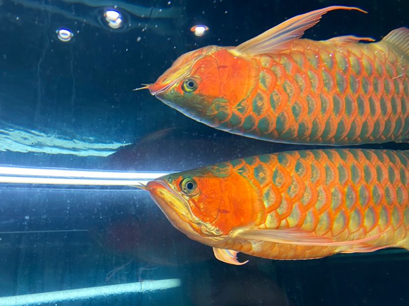 青海省西寧市城中區===祥龍水族聯盟魚友評論，祥龍水族聯盟魚友評論