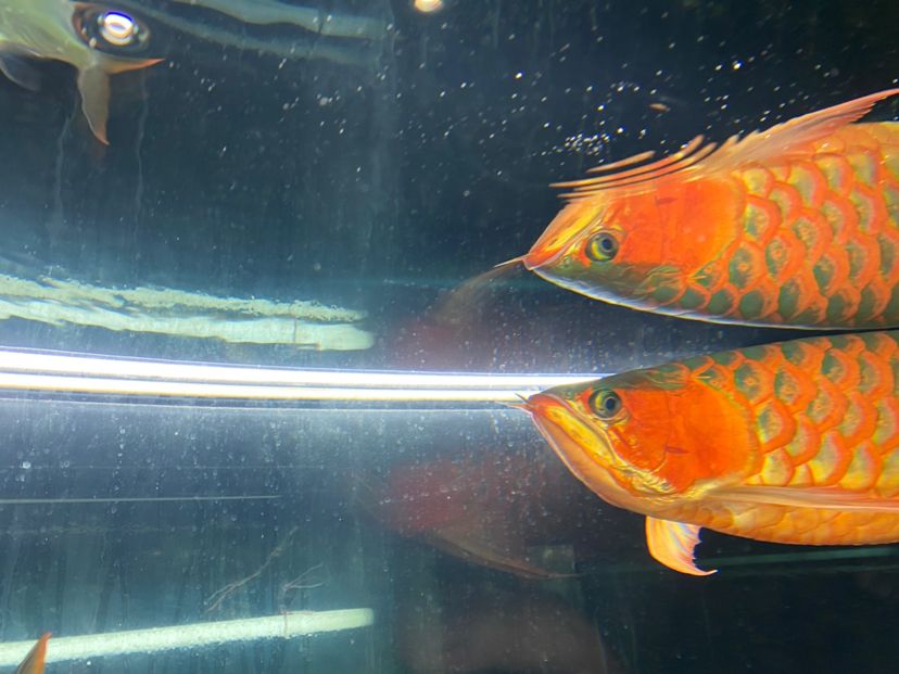 青海省西寧市城中區===祥龍水族聯盟魚友評論，祥龍水族聯盟魚友評論