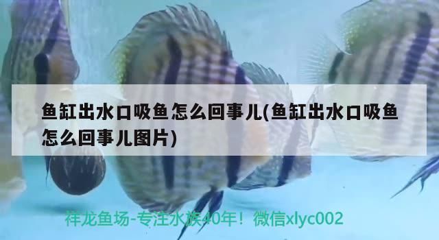 蘇州魚缸造景培訓機構有哪些 蘇州哪里賣魚缸