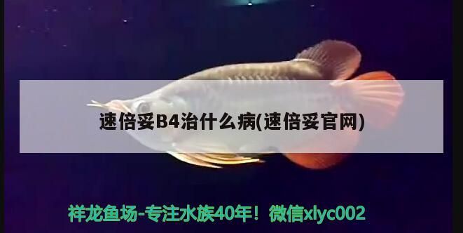 速倍妥B4治什么病(速倍妥官網)