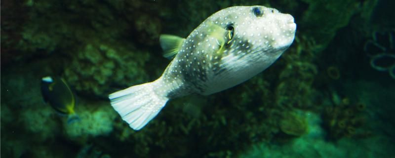 昆明市西山區(qū)春苑花鳥市場鑫龍觀賞魚店