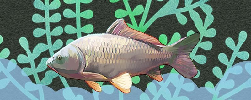 釣鯉魚用什么假餌最好用什么魚鉤最好