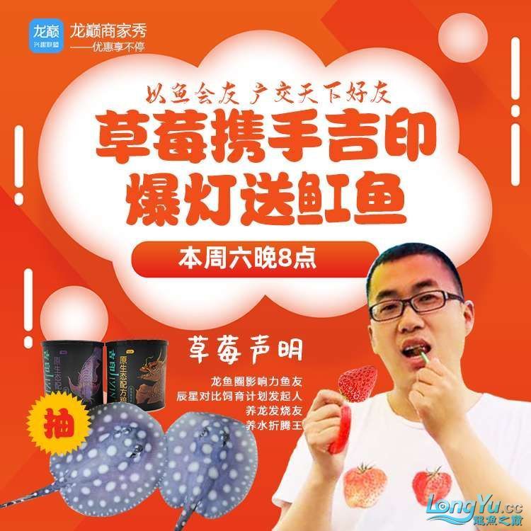 以魚會友廣交天下好友:草莓攜手吉印爆燈送魟魚 以魚會友廣交天下好友:草莓攜手吉印爆燈送魟魚 吉印水族 第1張